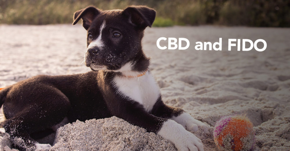 CBD and Fido